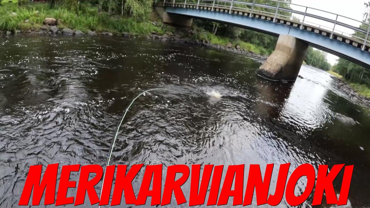 Stäävitvaadit 28.8.2024 | Merikarvianjoki | Kirjolohi | Perhokalastus | Kalastus