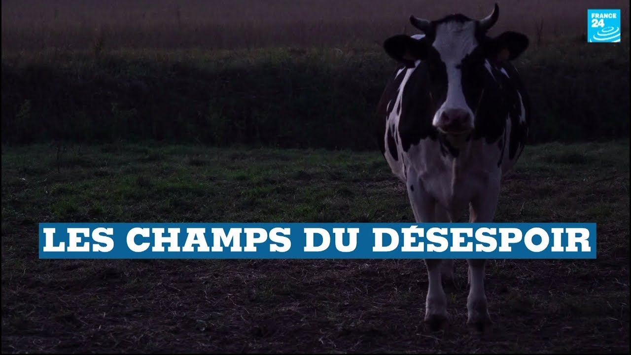 Suicide d'agriculteurs en France : Les champs du désespoir