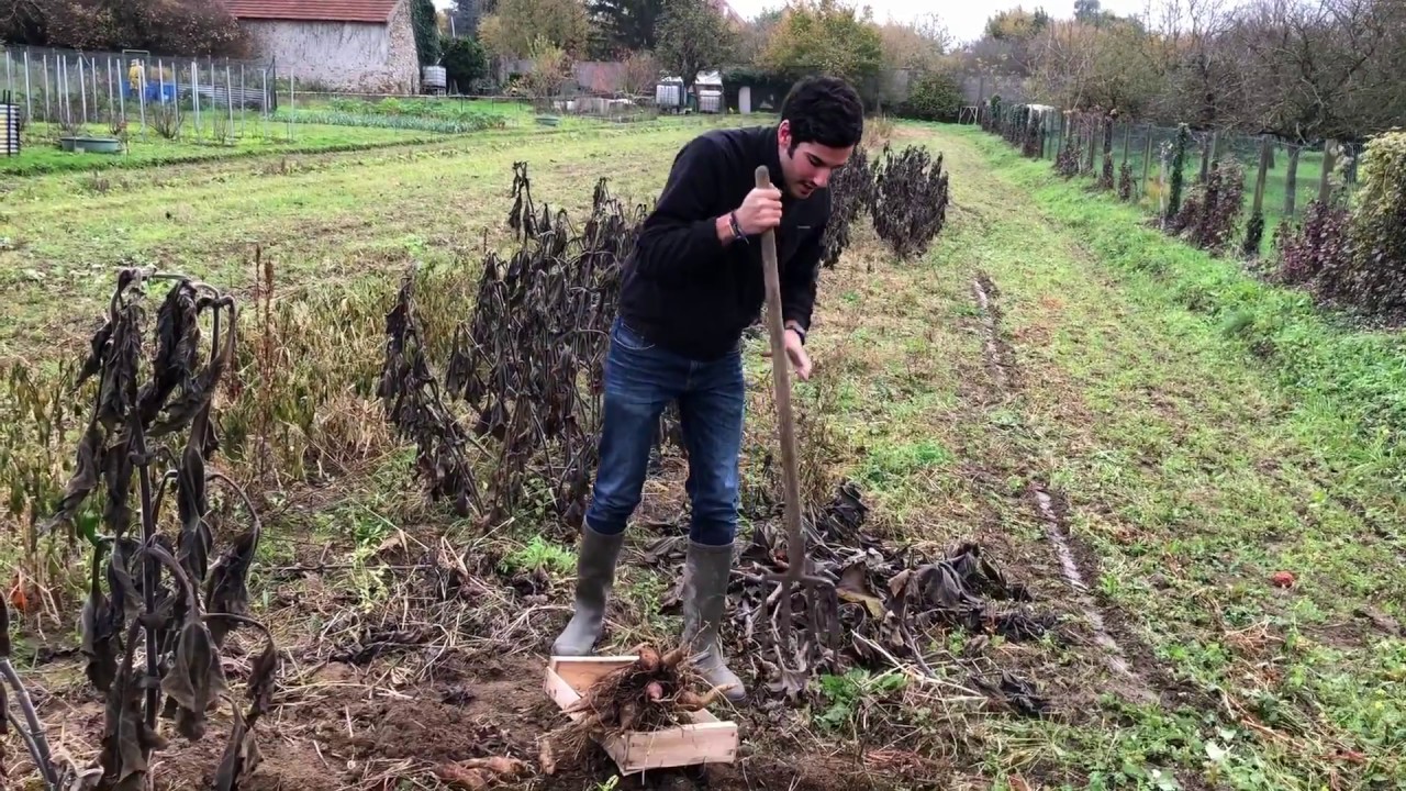À la découverte de... La Poire de terre (Yacón)
