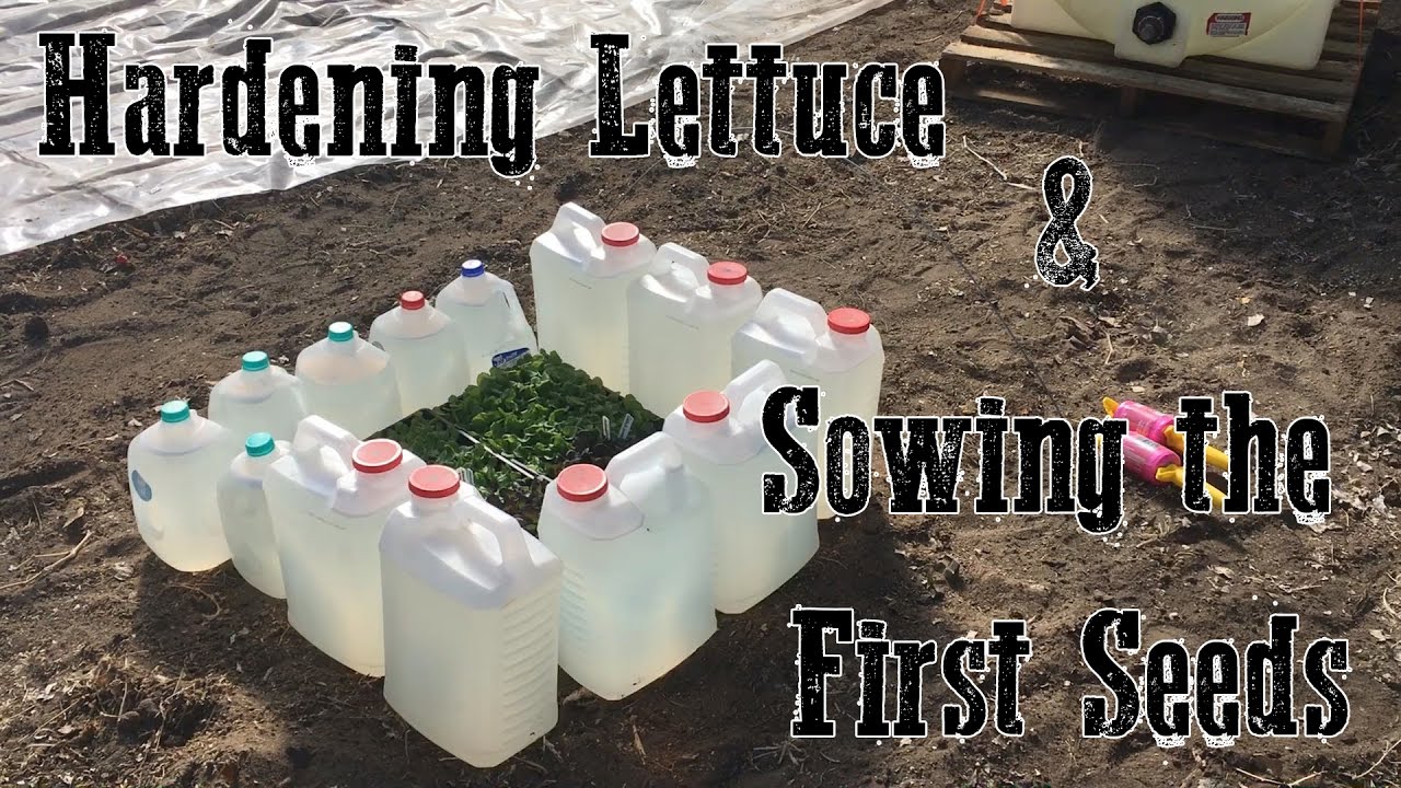 Hardening Lettuce & Sowing the First Seeds