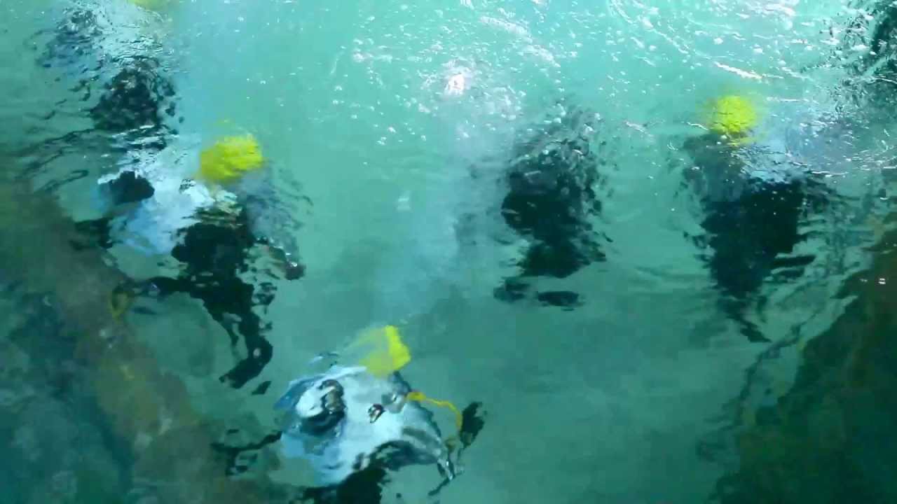 Marine Life Park - Diving for Joy