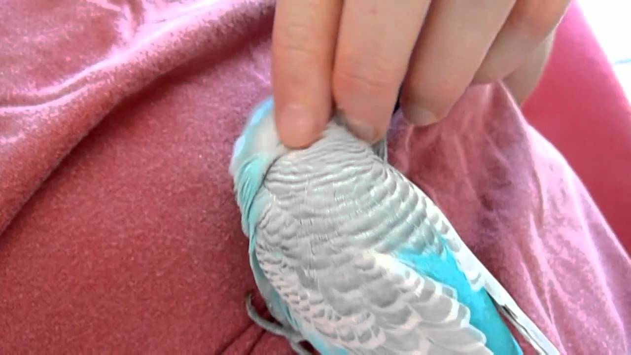 A budgie with an extreme addiction...to head massage!