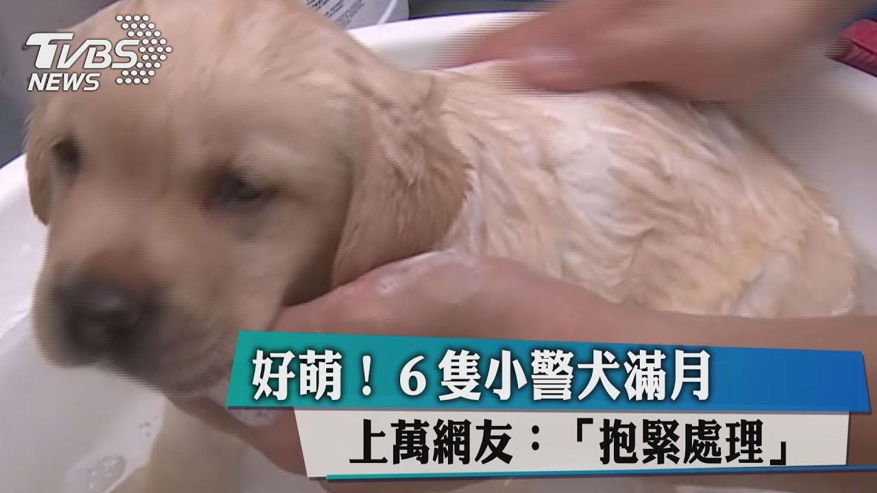 好萌！６隻小警犬滿月　上萬網友：「抱緊處理」