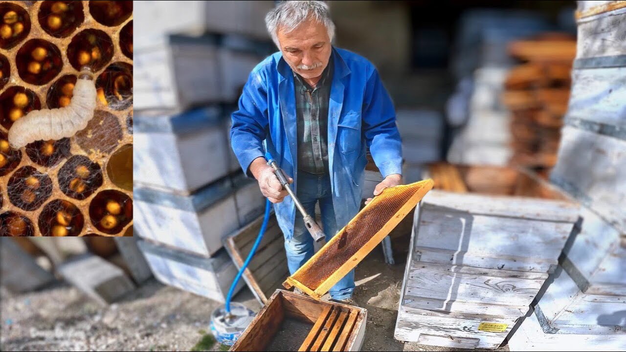 Petek Güvesi İle Mücadele. Kesin Çözüm. Arıcılık Eğitimi