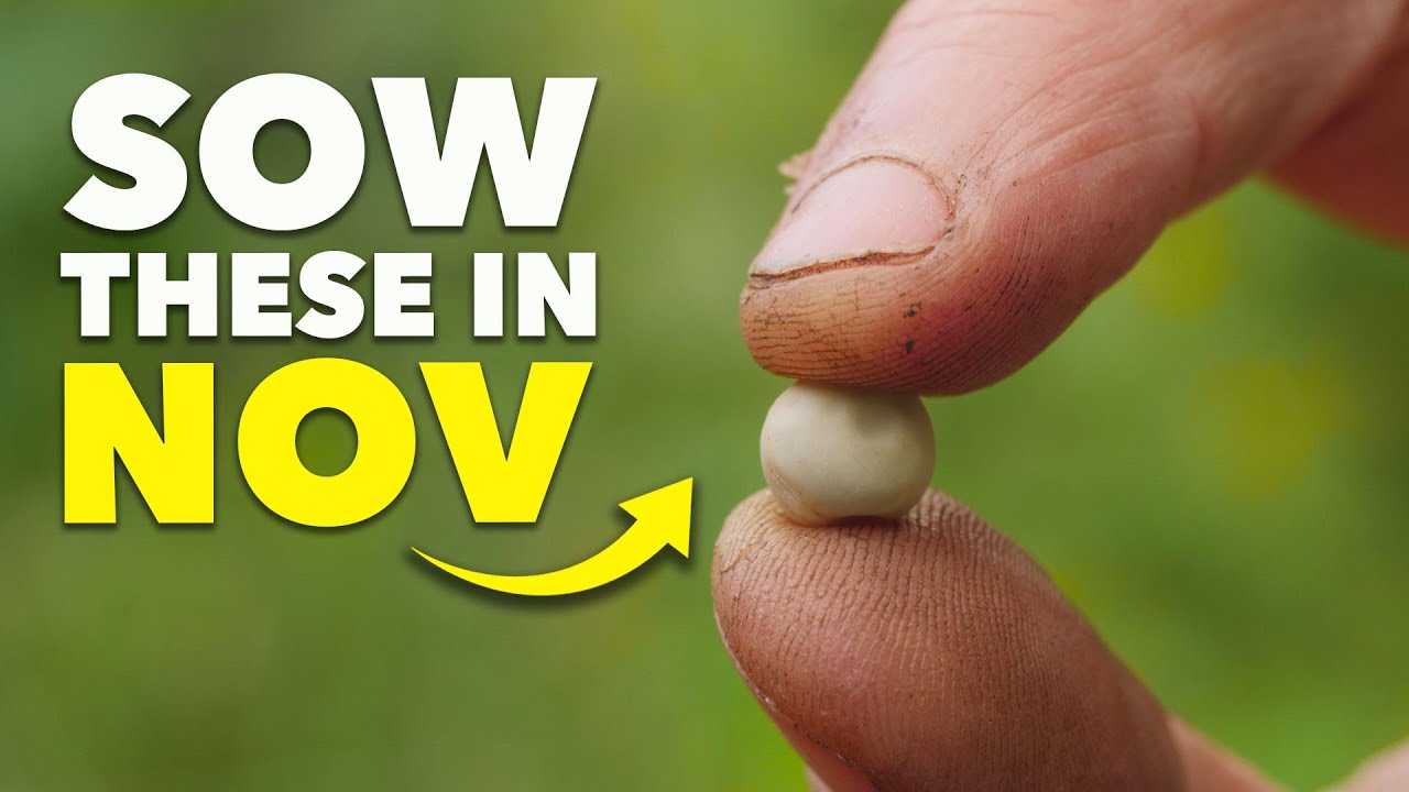 You Must Sow These Seeds in November