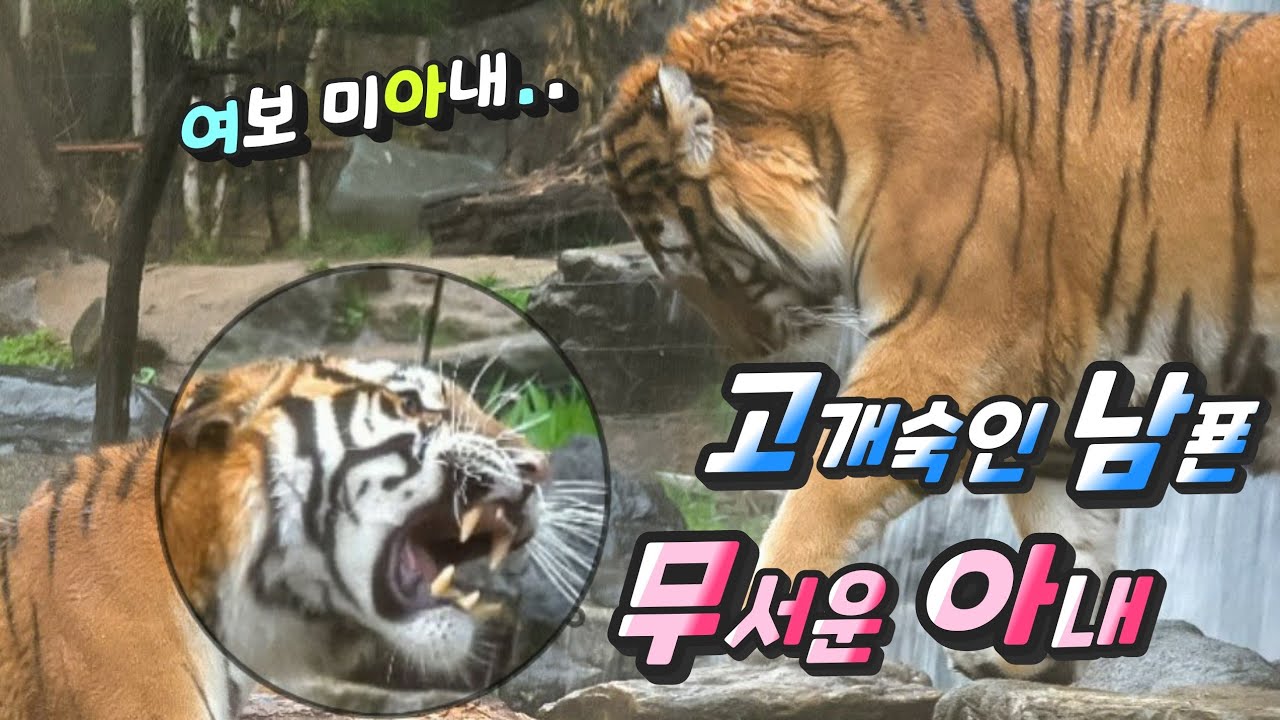 에버랜드 호랑이..'역대급으로 화난건곤..쭈구리 태호'.. Famous Tiger Family in Korea, cat tiger