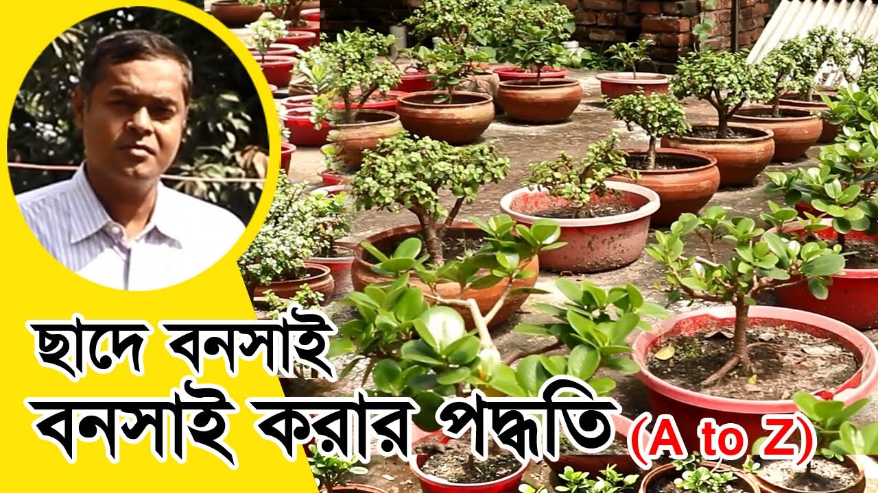 বনসাই করার পদ্ধতি A to Z | বাড়ির ছাদে বনসাই বাগান | Bonsai in Bangladesh | সাফল্য কথা পর্ব ৮৭