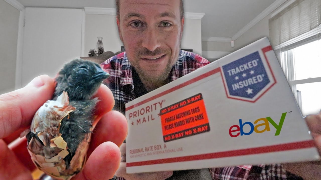 Hemos comprado huevos de razas raras para incubar en eBay. ¿SALDRÁ ALGUNO del cascarón?