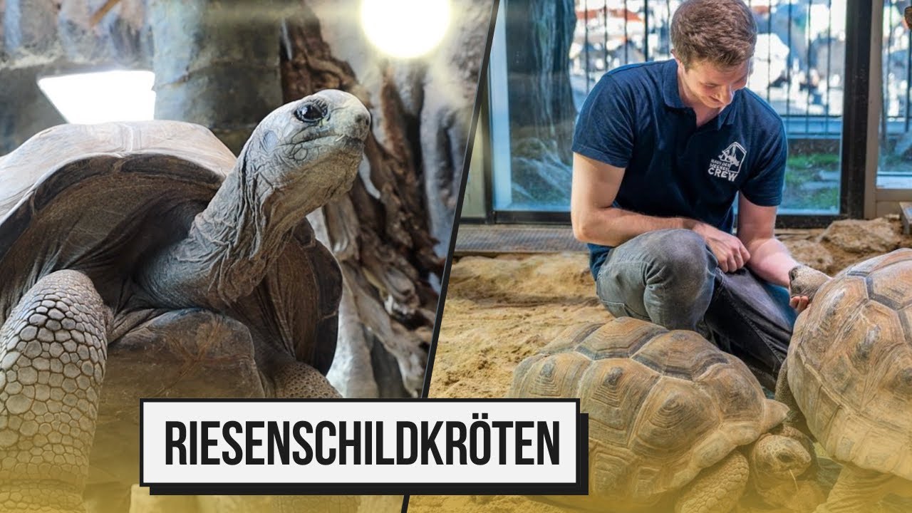 Aldabra-Riesenschildkröten! Verschmuste Urzeitmonster?!