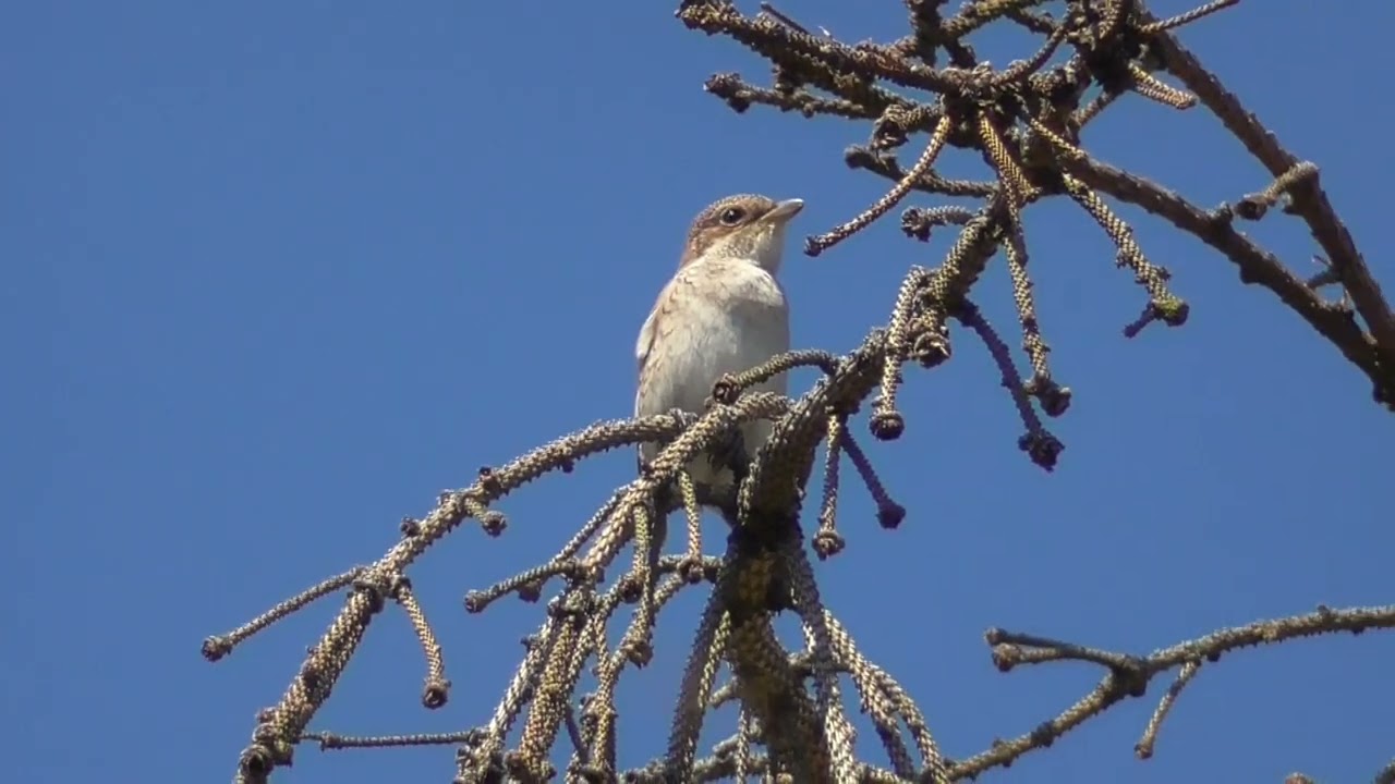 Pie grièche écorcheur    Femelle  08 2019