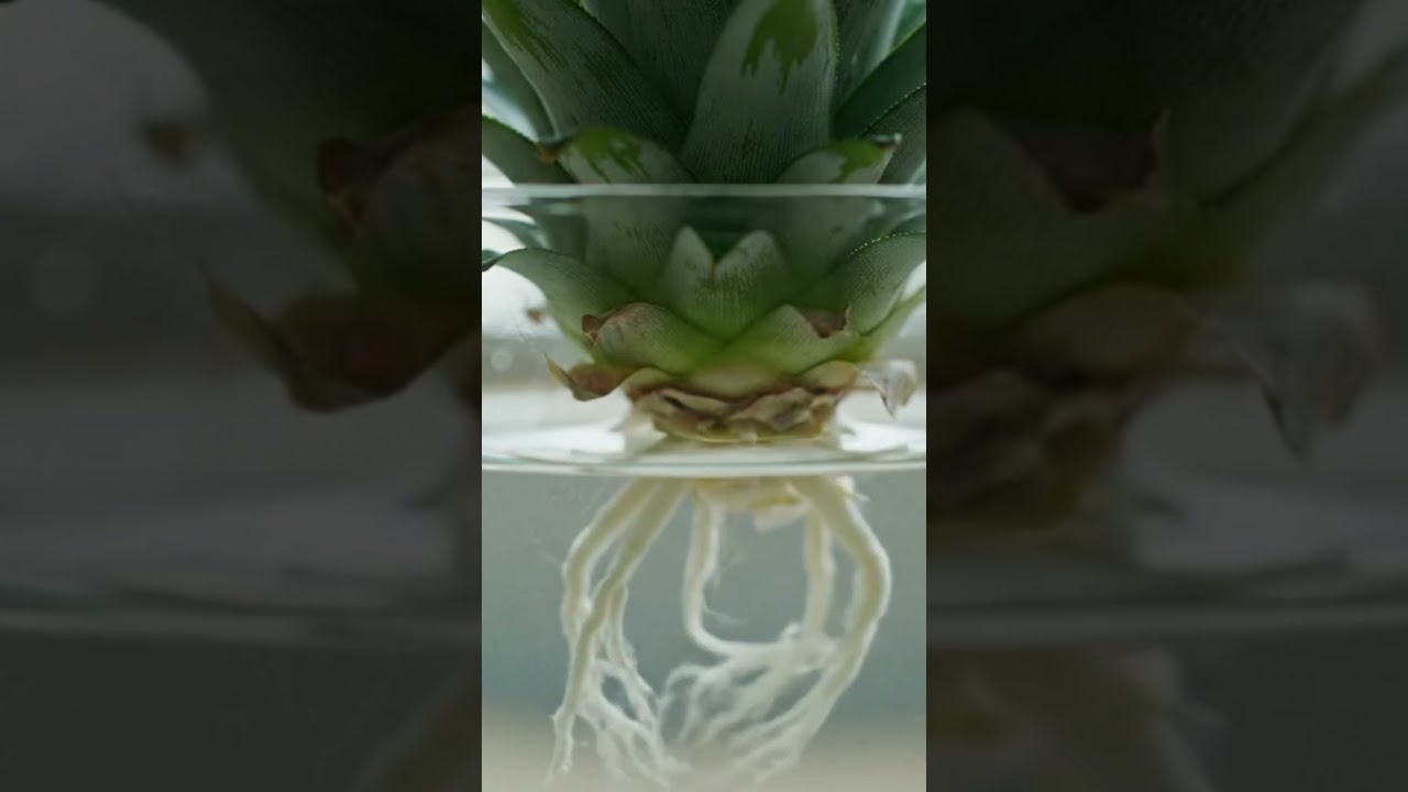 Evde Ananas Yetiştirme: Suda K&ouml;klendirme Y&ouml;ntemi 🍍🌱#shorts