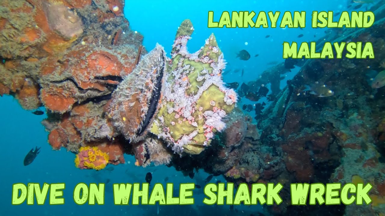 Dive on the Whale Shark Wreck, Lankayan Island, Sulu Sea, Malaysia.