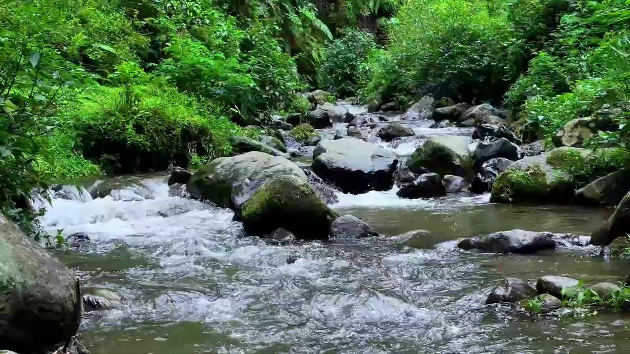 Let nature comfort you with calming river ambience in a misty forest to ease your tired thoughts