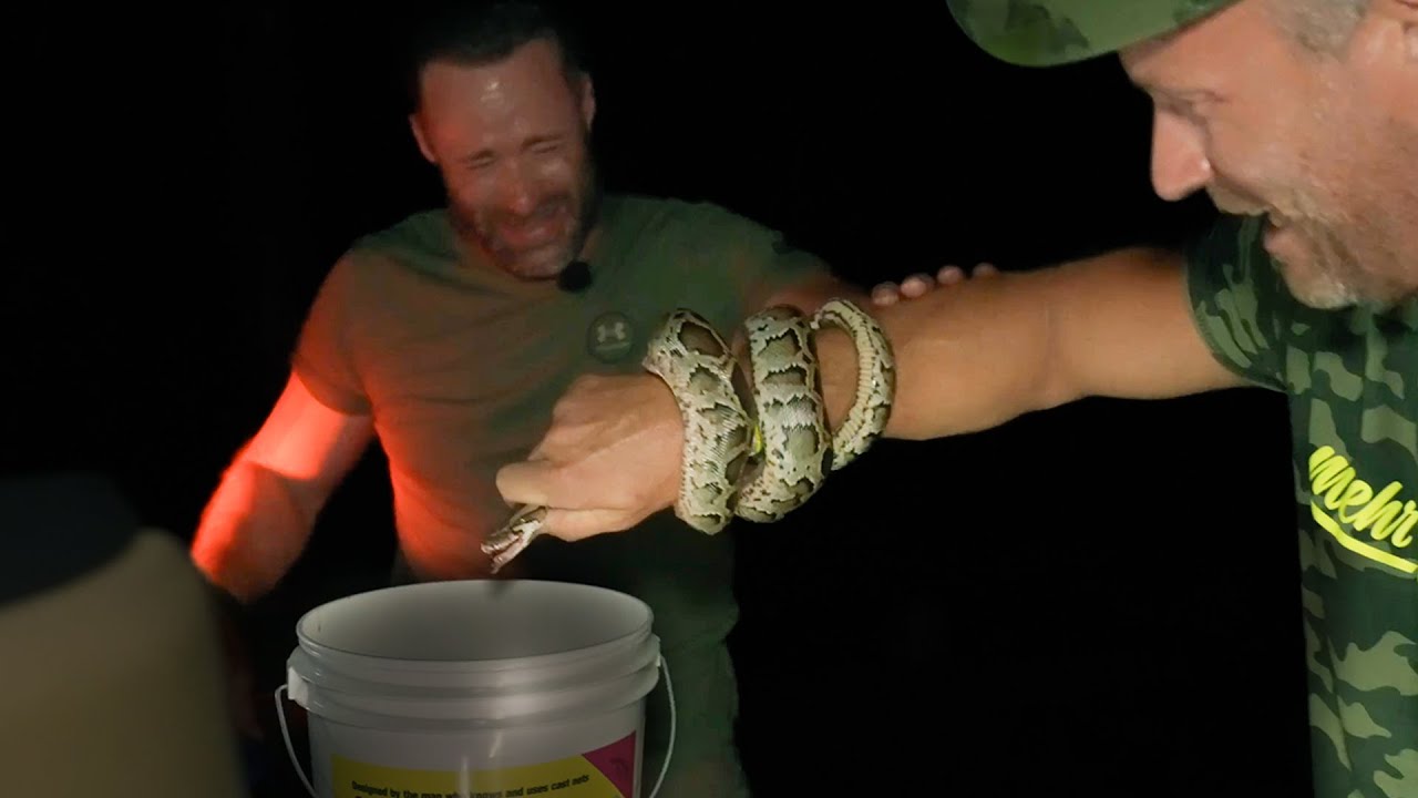 Nachtjagd auf die gefährliche Tigerpython