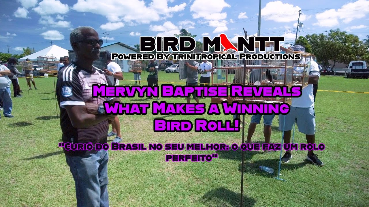 Bird ManTT Ep 8 Mastering the Perfect Competition Roll Mervyn's Bullfinch/Curio Tips