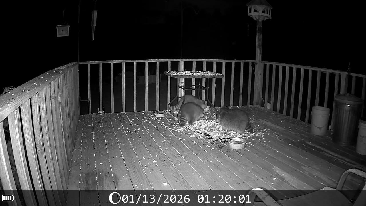 Archive Files of Deck Trail Camera Compilation 20260114 F