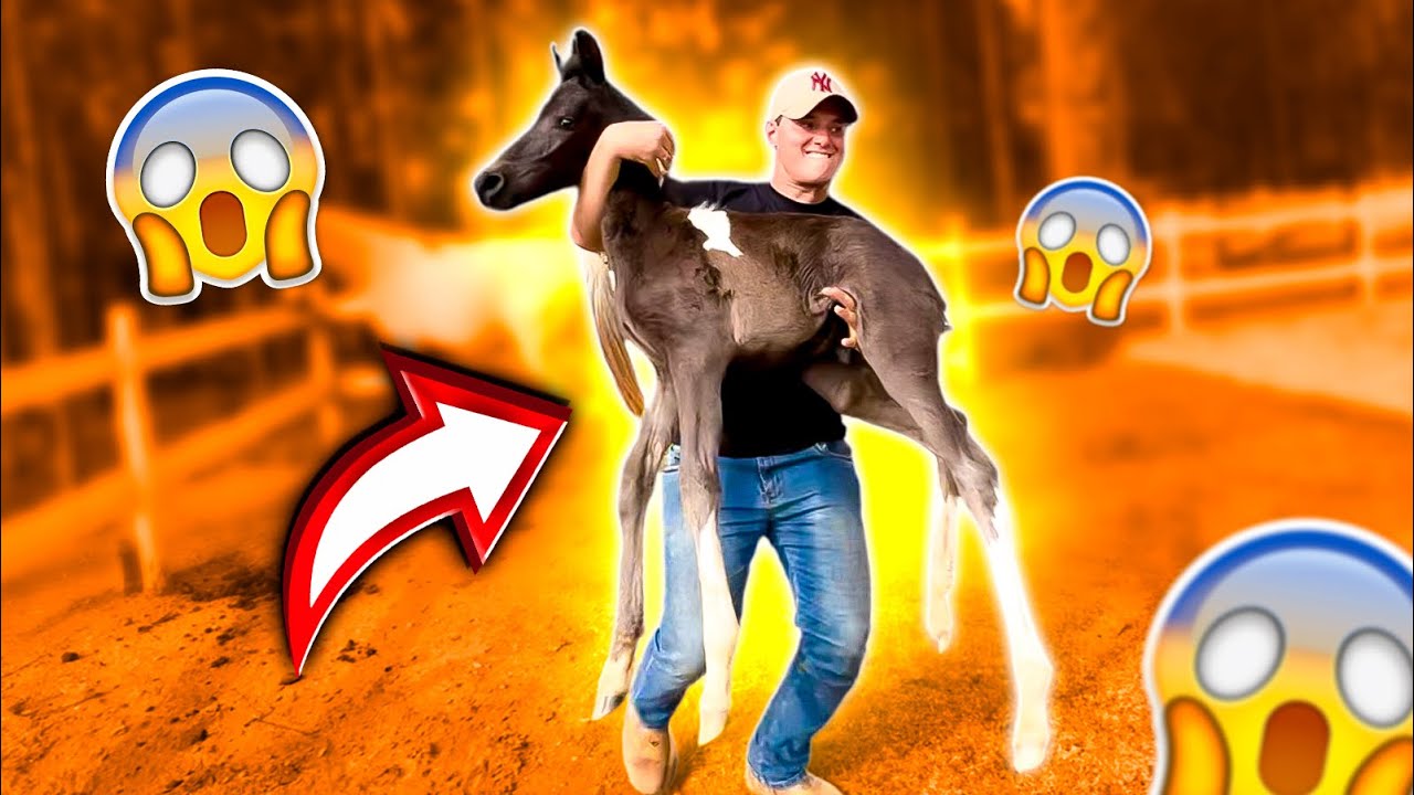 PEGA PEGA com Os POTROS