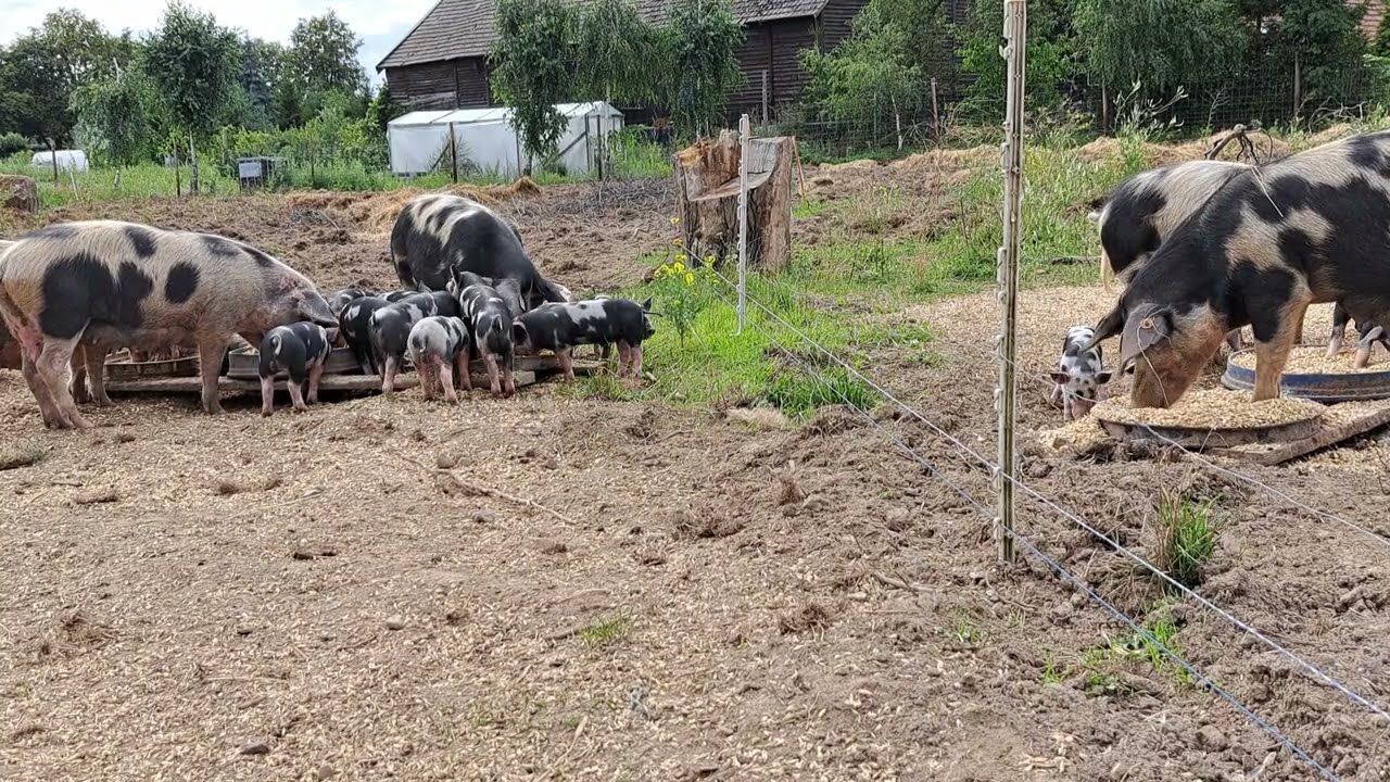 Hodowla Świń na Potrzeby Własne / złagodzone przepisy ASF # 268