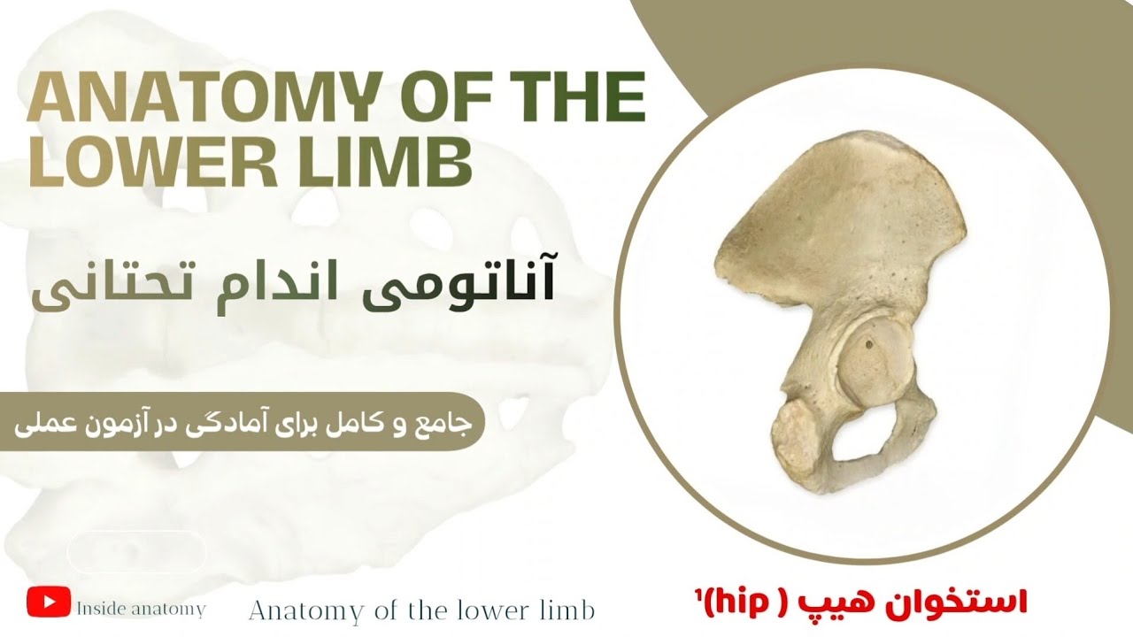 آناتومی اندام تحتانی (تدریس کامل استخوانhip¹(بخش اول)) 🔎Lower limb 