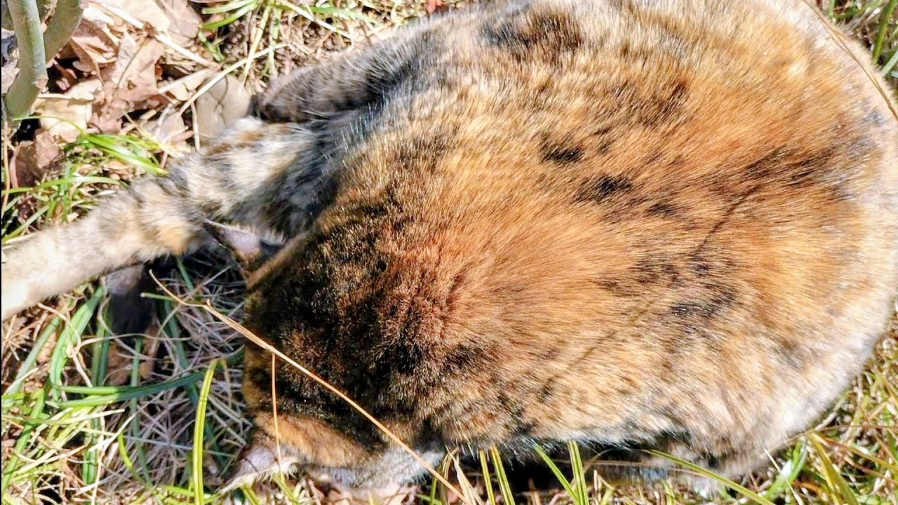 〘約6分弱耐久〙0124☀️𓃠《カフェオレちゃん、推しのポカポカ🌞フカフカ🍂スポット🪹で、まったり毛繕う❣❣》😇😸🐾🤎💓❤💞👍