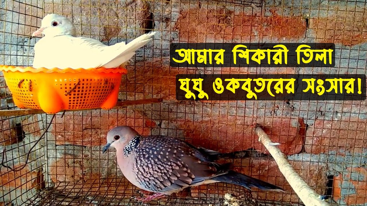 তিলা ঘুঘু ও কবুতরের জীবনী |Bird Story -167| The life story of Spotted Dove Bird & Pigeon| Doyel Agro