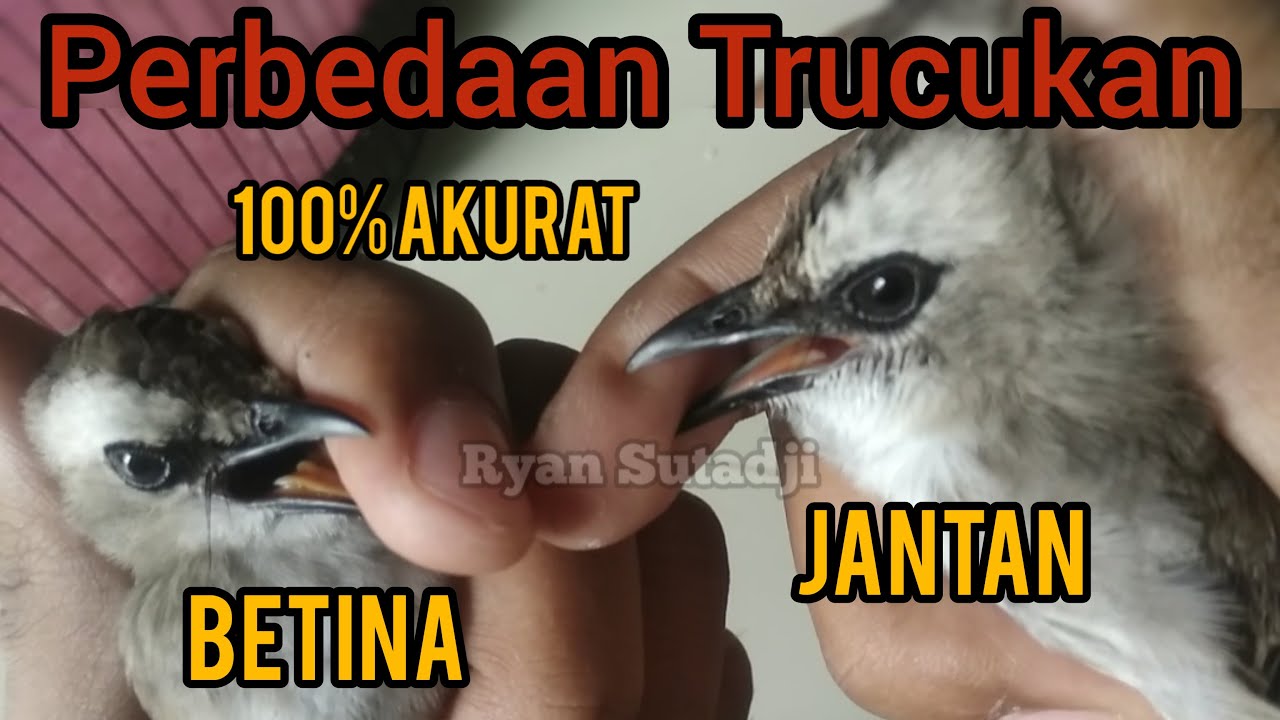CARA MEMBEDAKAN TRUCUKAN JANTAN DAN BETINA 100% AKURAT