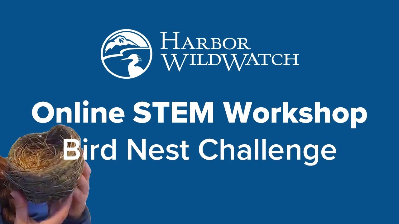 Online STEM Workshop - Bird Nest Challenge