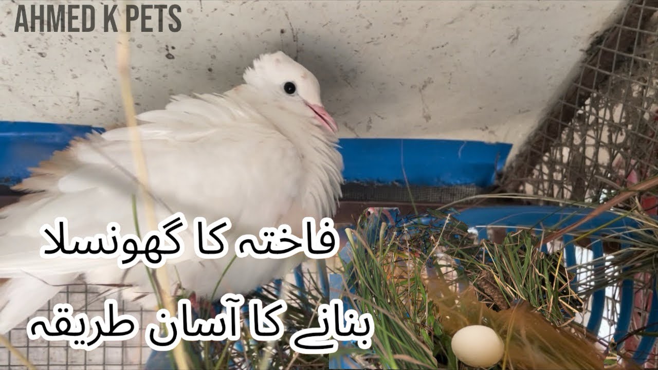 dove nest | dove nesting material | khumra bird breeding