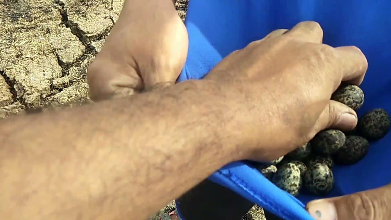 mga itlog ng ibon sa gitna ng bukid.. ang dami namin nakuha