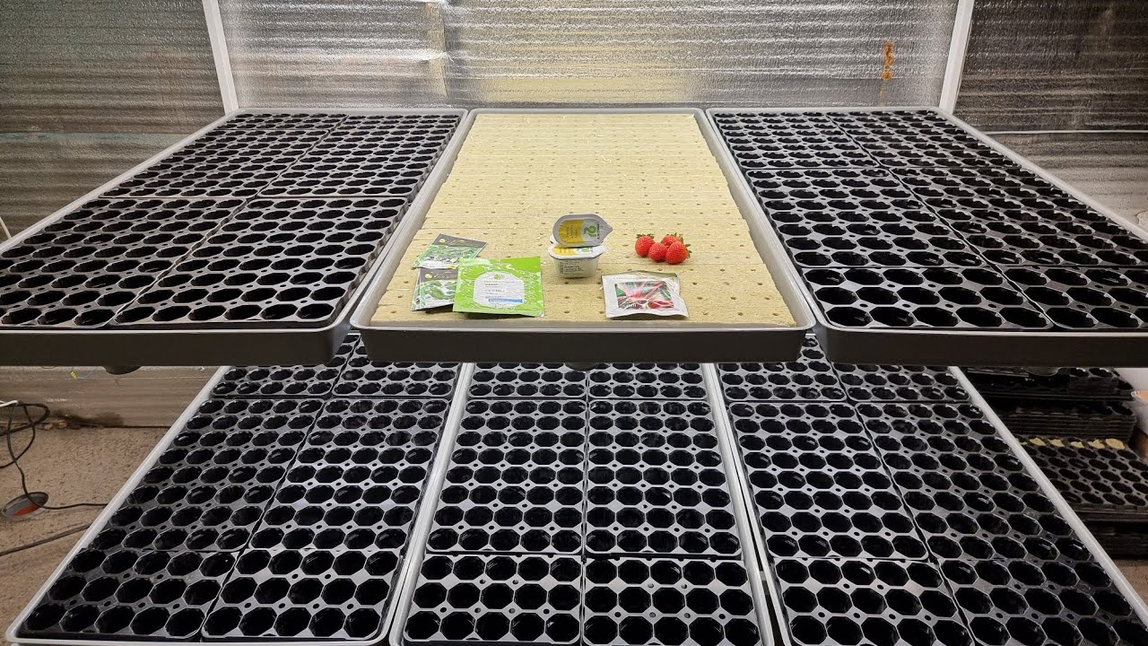 ТОП СТЕЛЛАЖ ДЛЯ ГИДРОПОНИКИ // ФУРОР И СОНСЕЙШН В ЦЕХУ (ЗАСЕЛЯЕМ КАЛИФОРНИКУС)