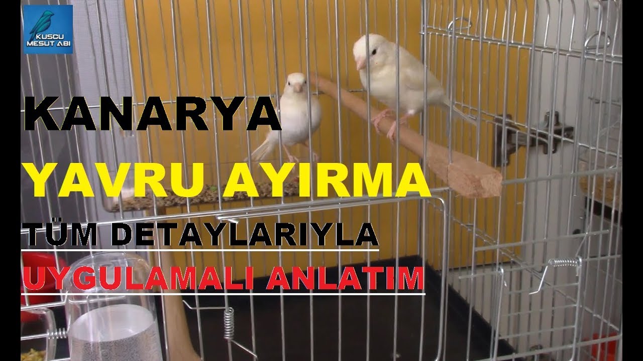 KANARYA YAVRULARI Anne-Baba Kafesinden NE ZAMAN AYIRILIR ?