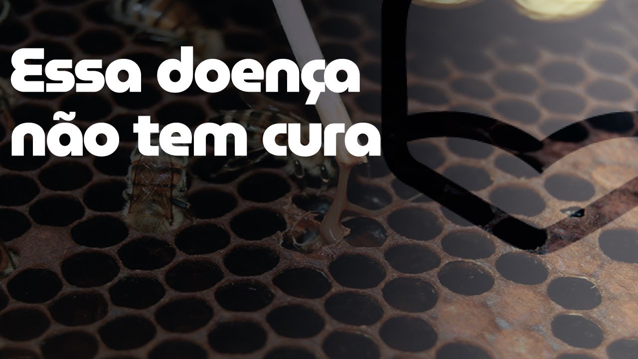 Conhecendo pragas e predadores: Loque Americana | Armindo Vieira - Cia da Abelha