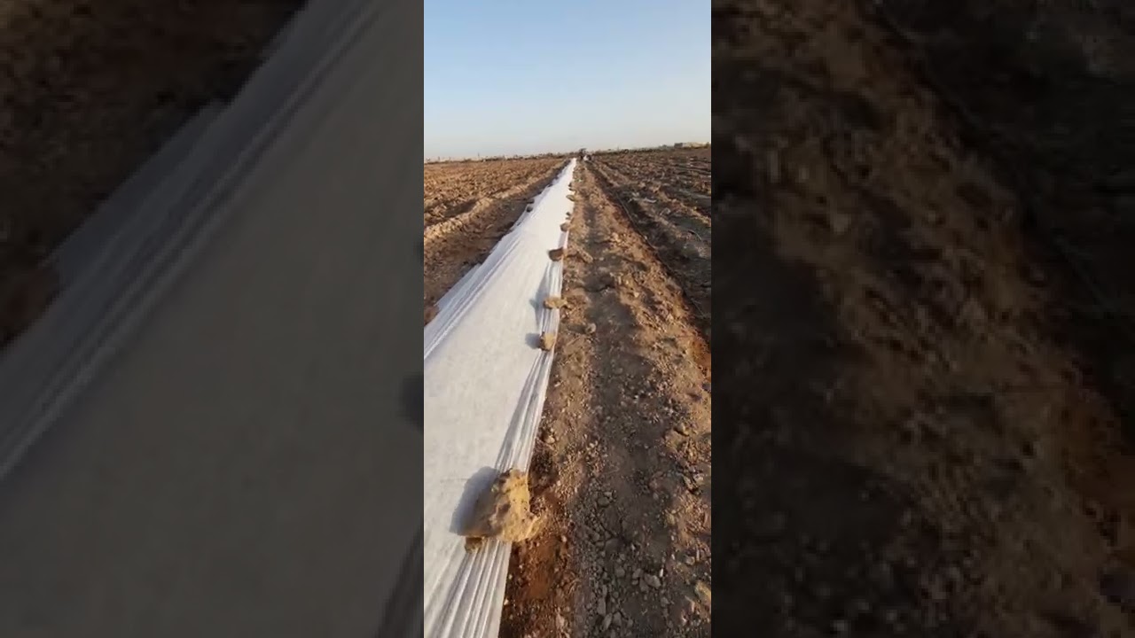 زراعة عروة شمام وبطيخ وكوسة صيفية بنظام زراعة الأنفاق...