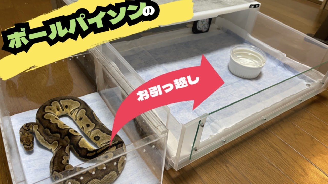 【ボールパイソン】大きいケージへお引越し♪【無印良品】