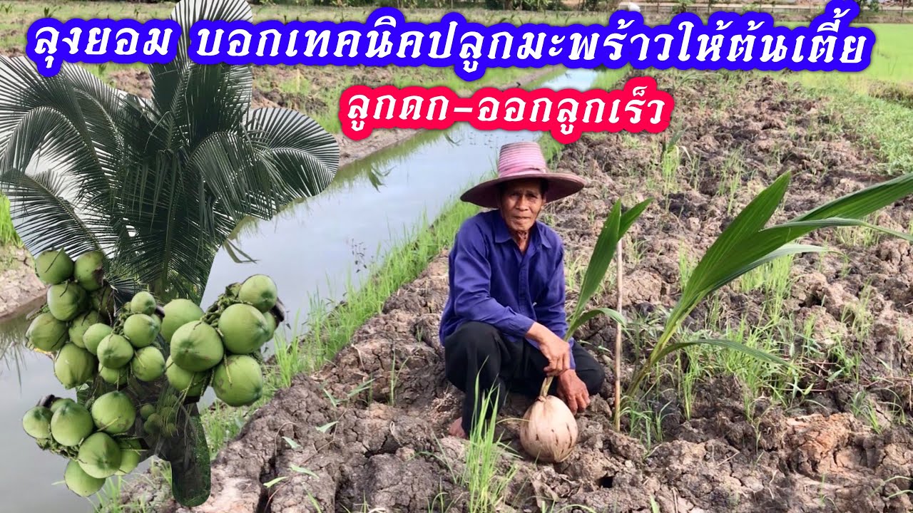 วิธีปลูกมะพร้าวให้ติดลูกดก-ออกลูกเร็ว-ต้นเตี้ย เปลี่ยนที่นามาขุดร่องปลูกมะพร้าวน้ำหอมและกล้วยน้ำว้า