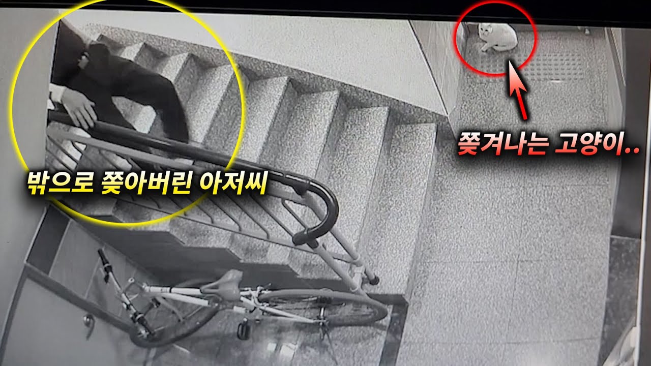 겁에 질린채 빌라 밖으로 쫓겨나버린 고양이 (고양이탐정)