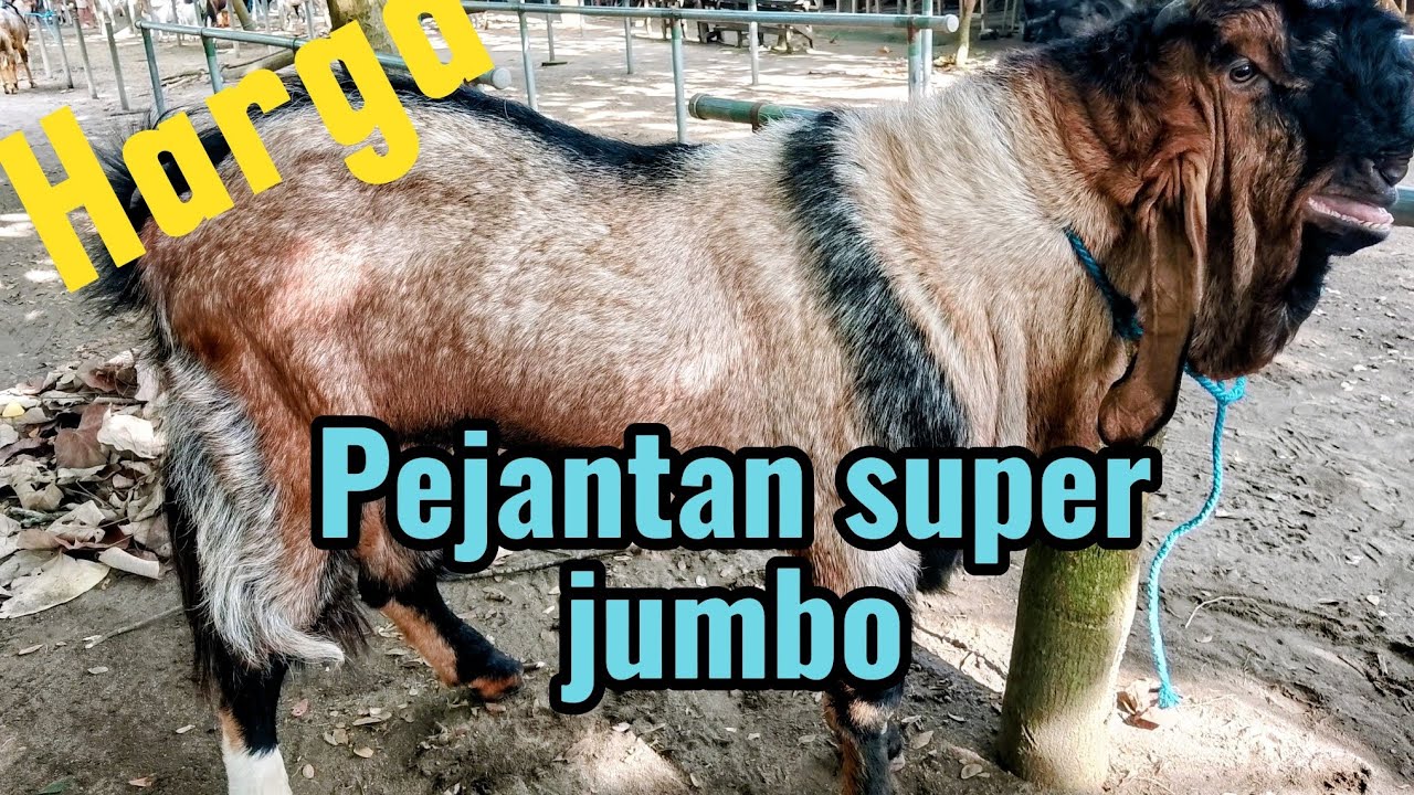 Harga pejantan jrabang super jumbo telinga lempit