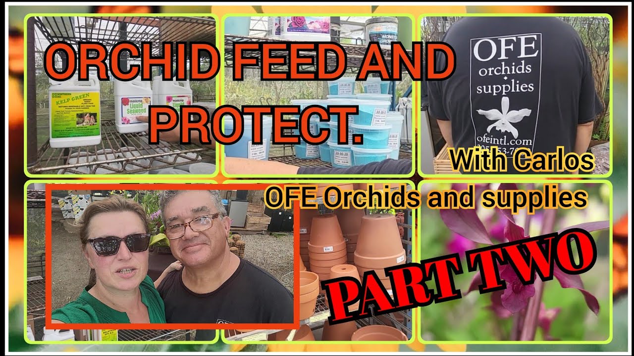 HOW TO FEED AND PROTECT YOUR ORCHIDS. A MUST FOR ORCHID GROWER! www.ofeintl.com