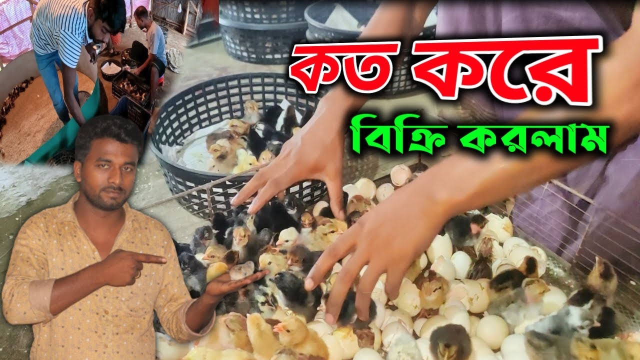 আজকে কতো করে দেশি মুরগীর বাচ্চা বিক্রি করলাম । দেশি মুরগীর বাচ্চার দাম । মায়া বাংলা BD ।
