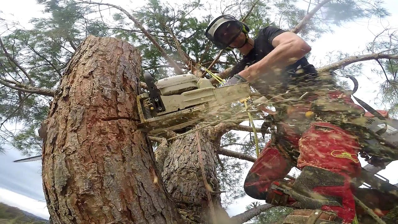Verstraeten Boomverzorging - ETW - Arborist