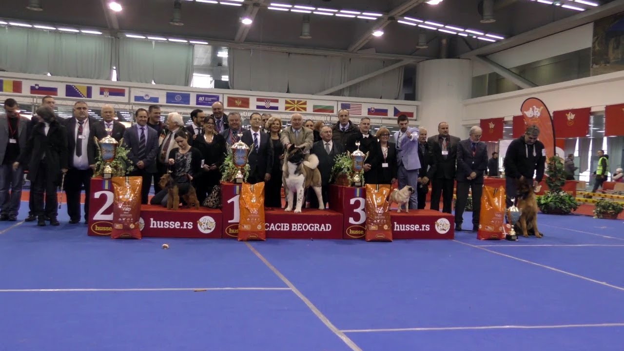 62.CACIB BEOGRAD-2018.