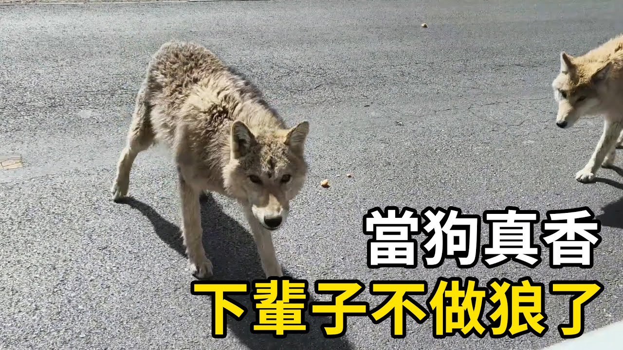 從高傲老狼到翹尾乞食，當狗真香，下輩子不做狼了！