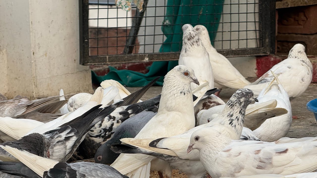 Zaman pigeon Care  is live