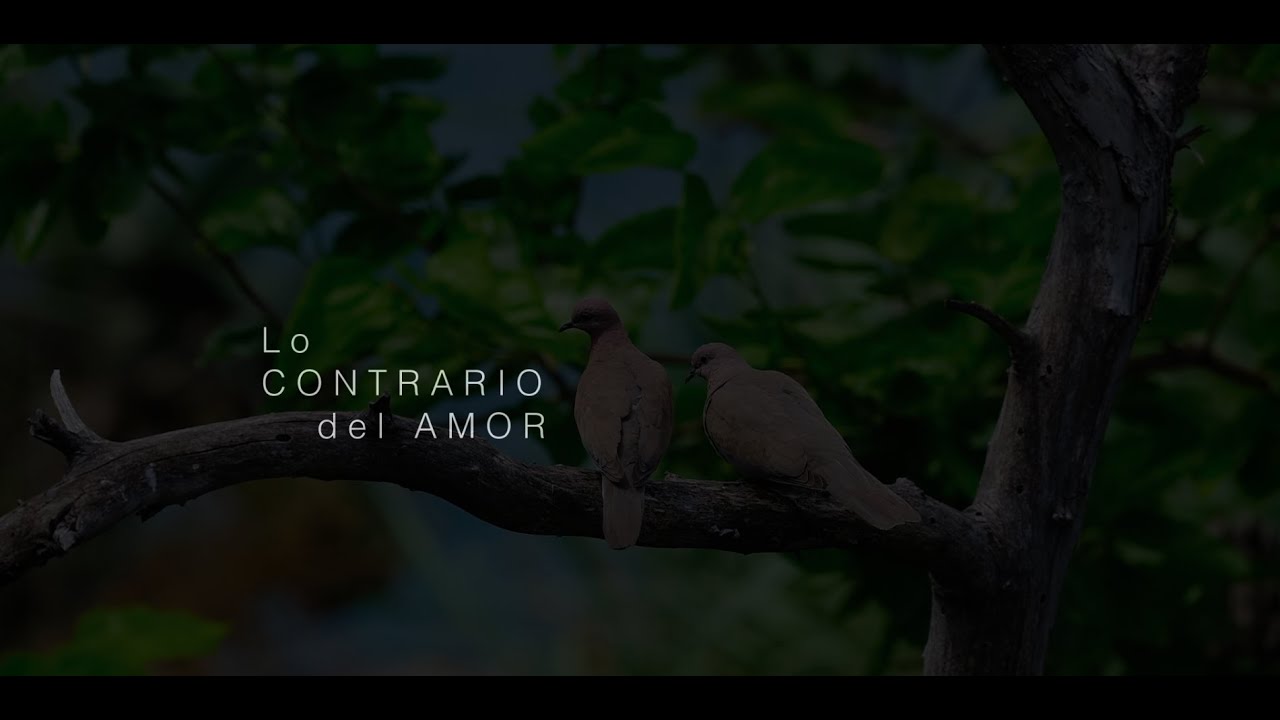 Lo contrario del amor