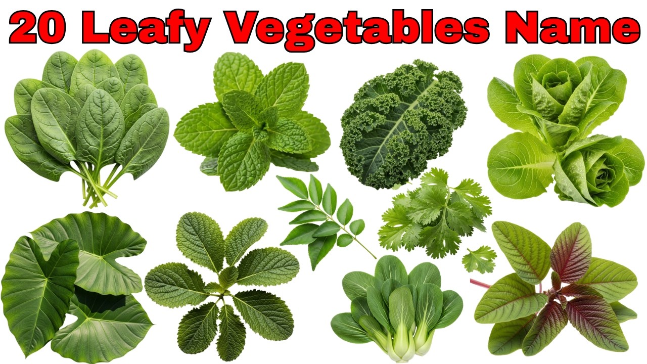 20 Green Leafy Vegetables Name 🥬 | हरी पत्तेदार सब्जियों के नाम Hindi & English | Kids Learning
