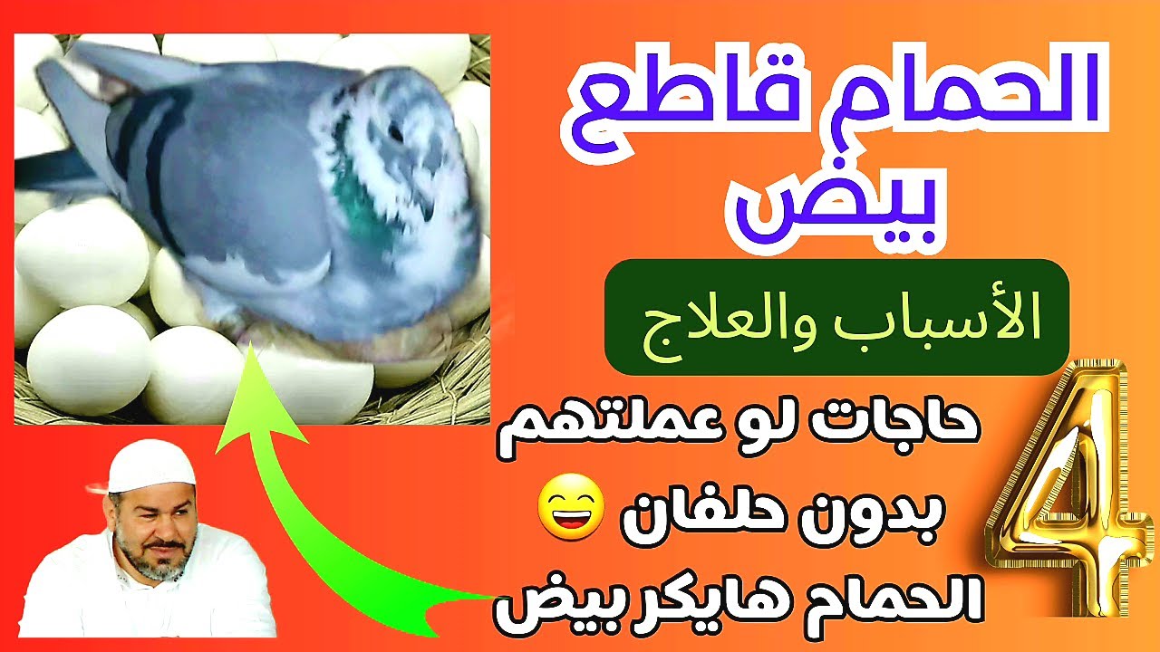 الحمام قاطع بيض| تعالى اعرف أربع حاجات تخليه يبيض ويكر بيض| اسباب انقطاع البيض عند الحمام والعلاج..