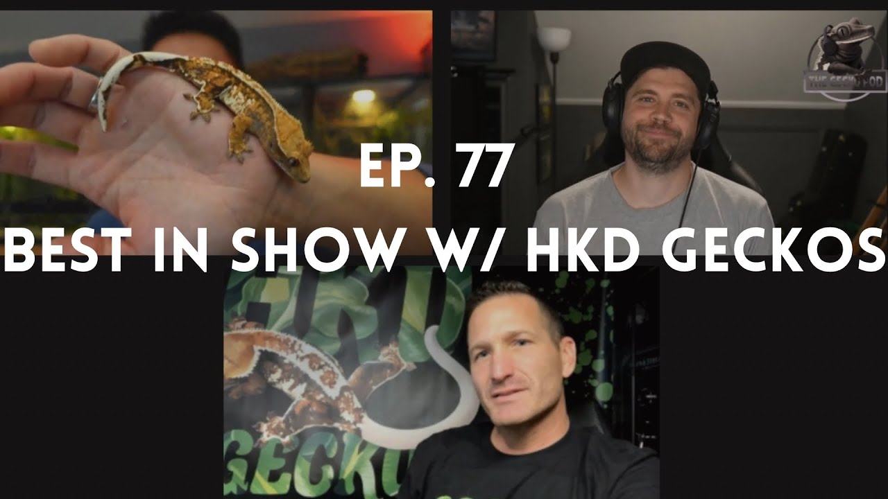 Best in Show Tri-Color w/ HKD Geckos | Ep. 77 of The Gecko Pod