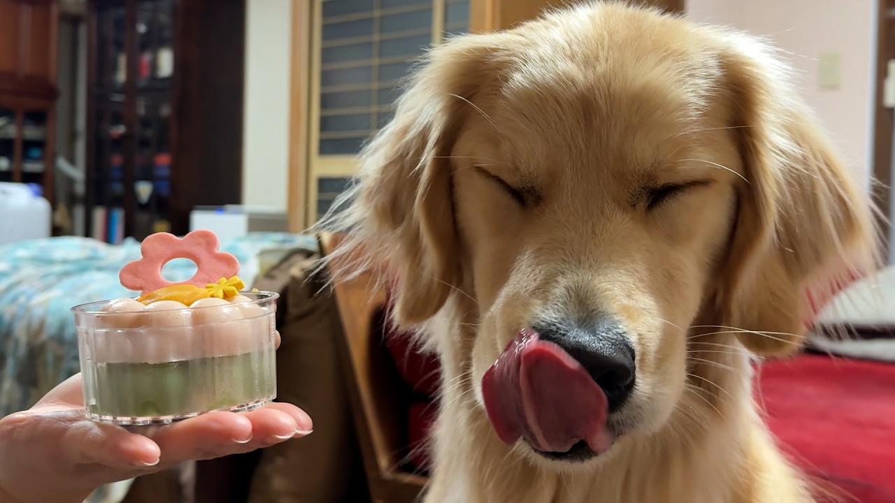 【ゴールデンレトリバーのひな祭り】豪華ケーキを前に理性を失いママを襲撃ドンちゃんがが野獣になりかけたけど可愛い！