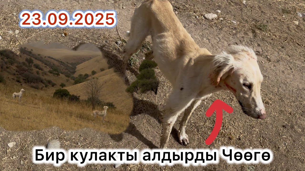 МЕНИН КОЛДОМ ЖЕТИШПЕЙ КАЛДЫ