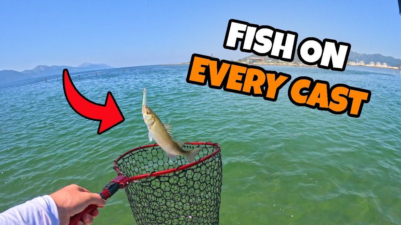 Spinning for Seabass in Croatia pt.3 (Ribolov Brancina)